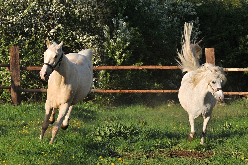 Ponyta a lutej