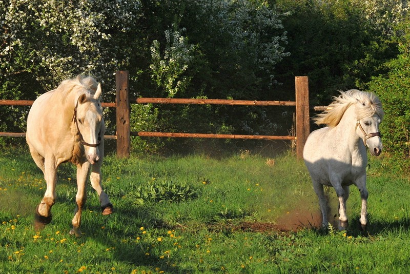 Ponyta a lutej