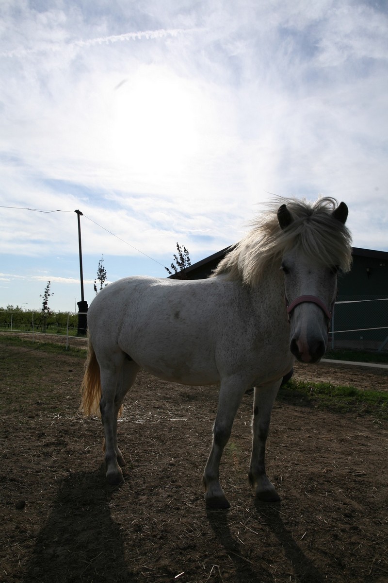 Ponyta